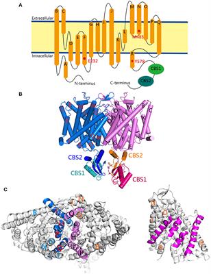 Defective Gating and Proteostasis of Human ClC-1 Chloride Channel: Molecular Pathophysiology of Myotonia Congenita